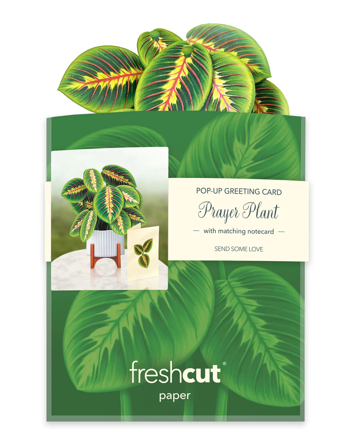 Mini Prayer Plant Pop-up Card