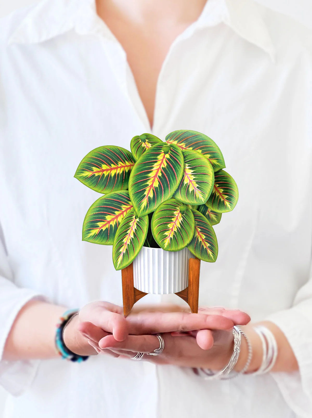 Mini Prayer Plant Pop-up Card